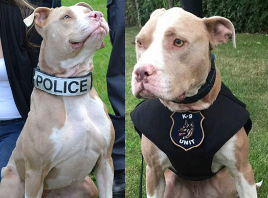 Meet the first official pit bull police dog in the state of New York